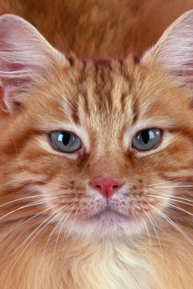 Портрет рыжего кота