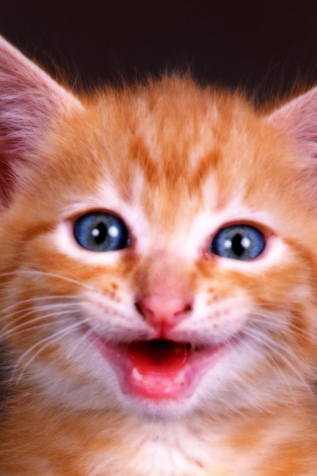 Рыжий котенок с голубыми глазами