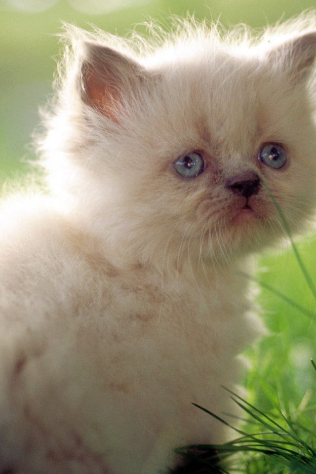 Грустный белый котенок