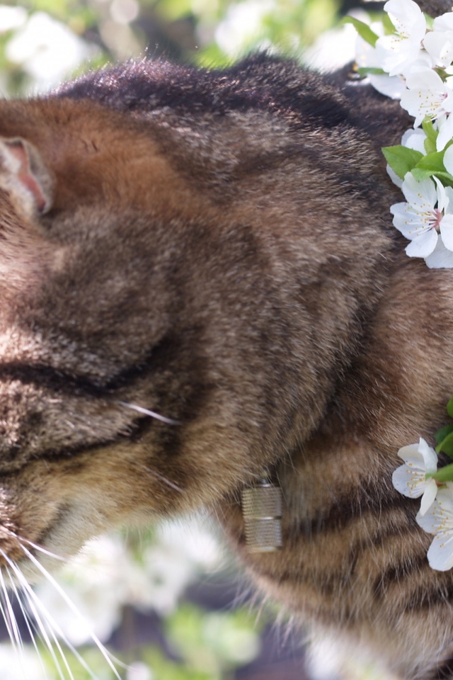 Весенний кот