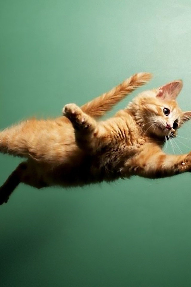 Кот летит по воздуху