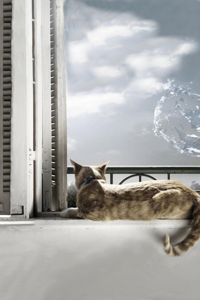 На кота выплеснули воду