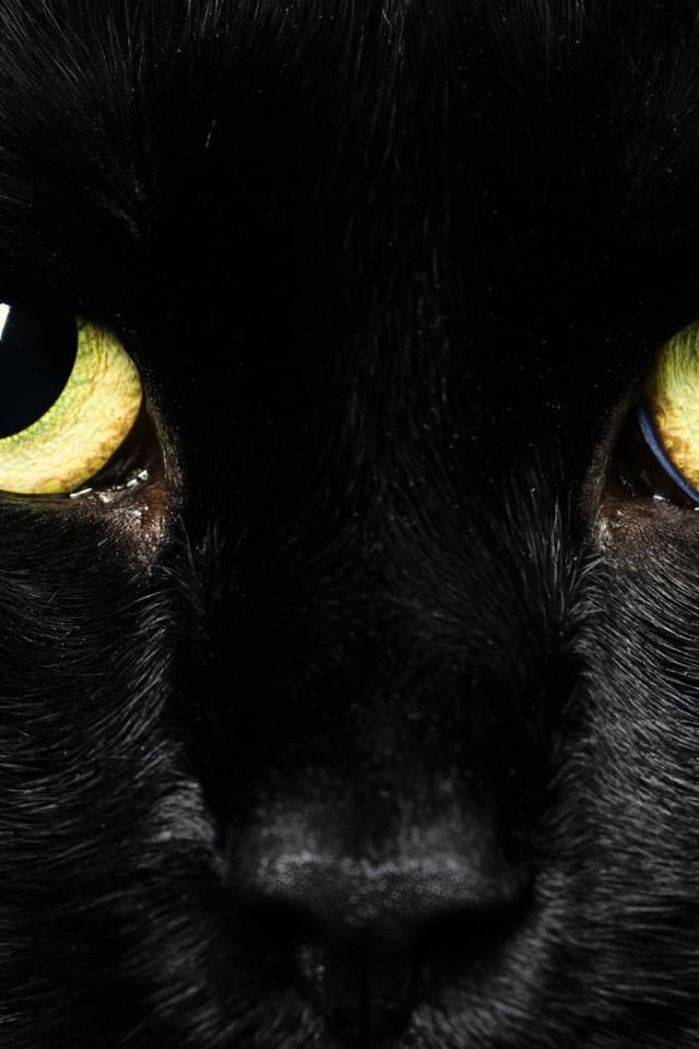 Желтые глаза черного кота