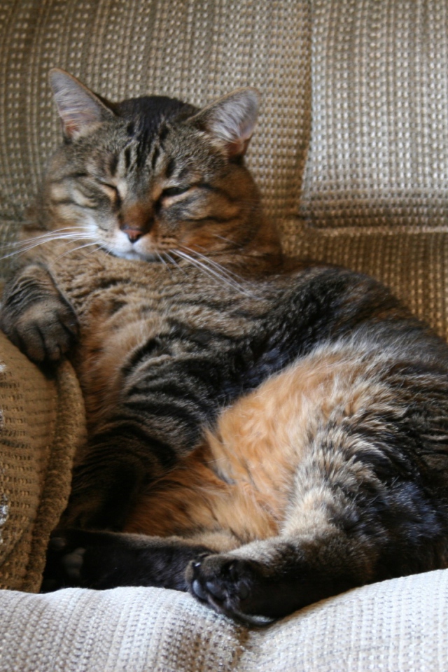  fat cat