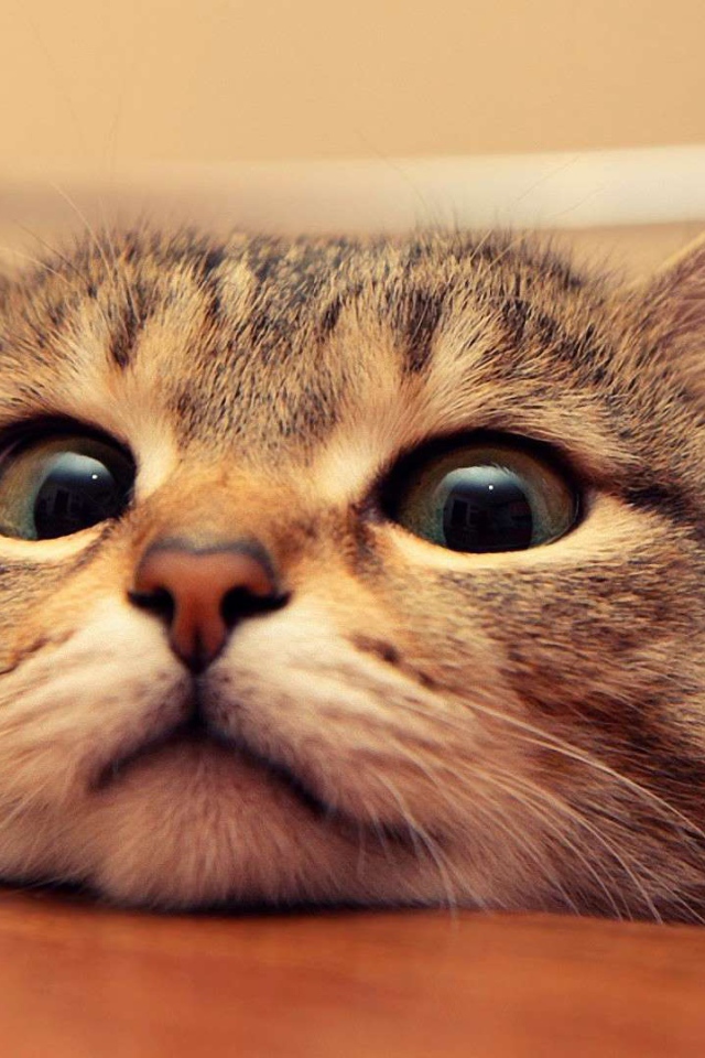 Любопытный кот