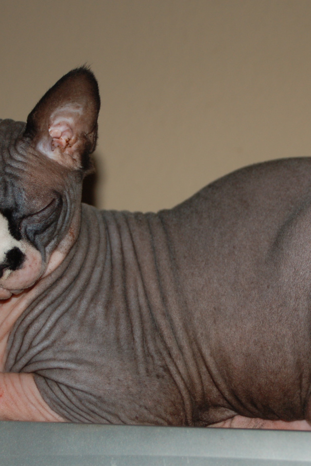 Лысая кошка сфинкс