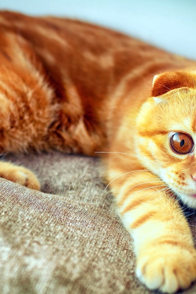 Рыжий кот с полосками