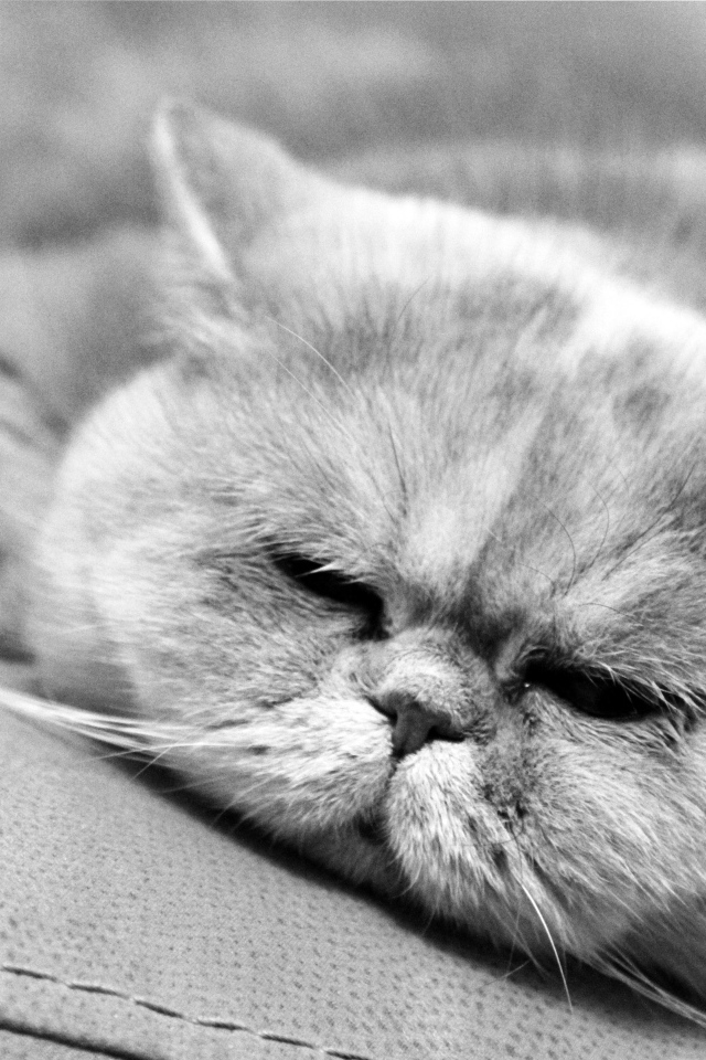 Спящий котик