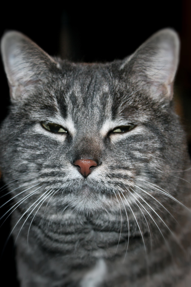 Сонный котик