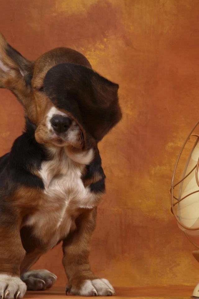 Бассет-хаунд и вентилятор