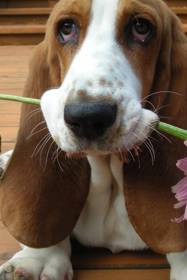 Бассет-хаунд дарит цветок