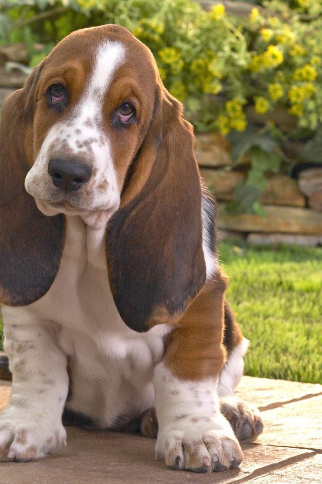 Бассет-хаунд на фоне цветов