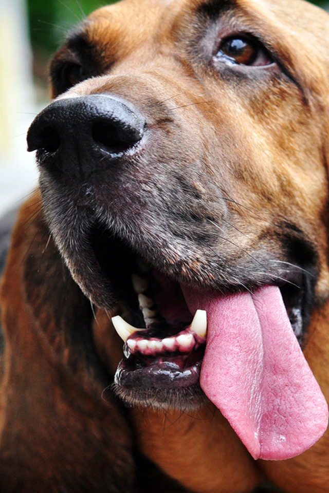 Бассет-хаунд показывает язык