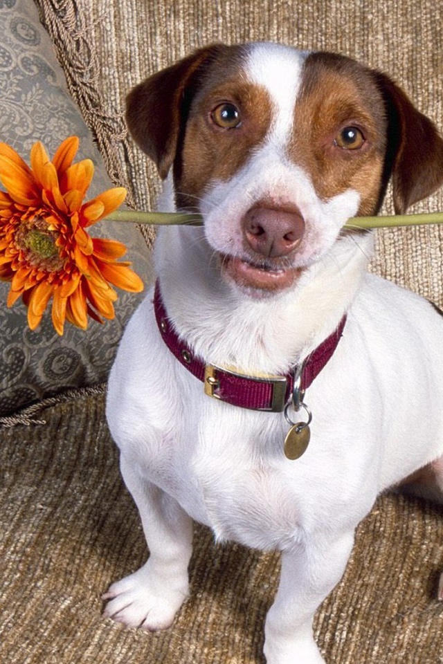 Цветок для любимой хозяйки