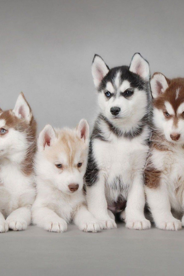 Много сибирских хаски