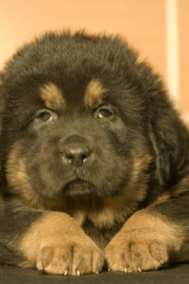 Прелестный маленький тибетский мастиф