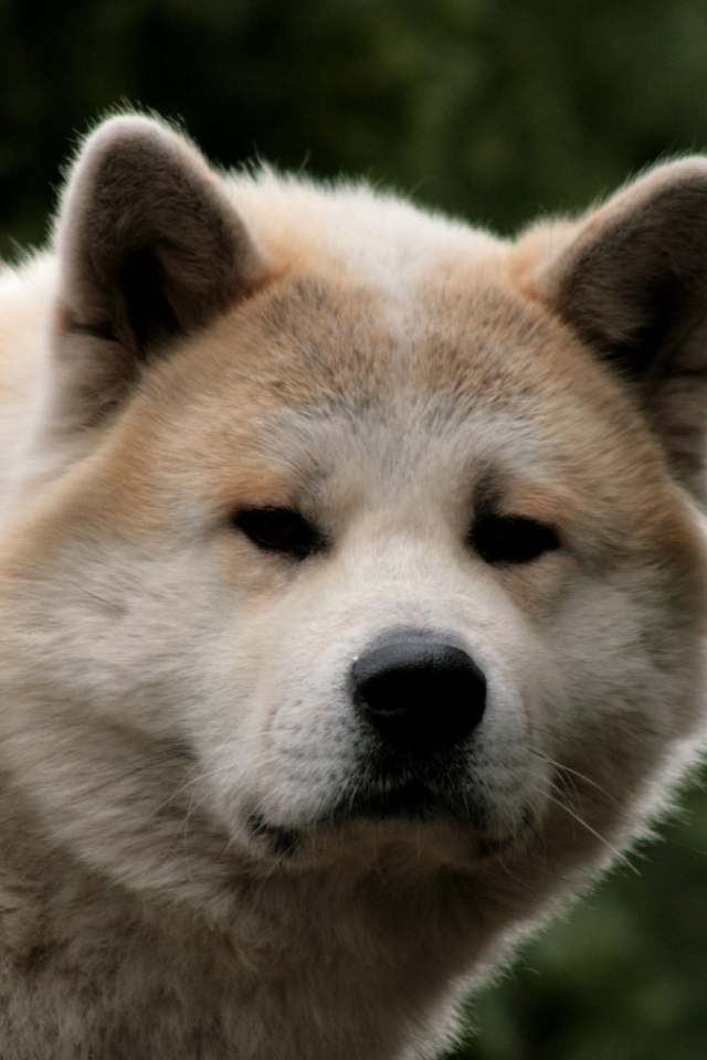 Взрослая акита-ину засмотрелась