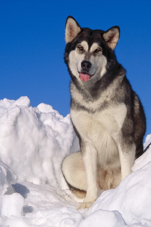 Взрослый аляскинский маламут в снегу