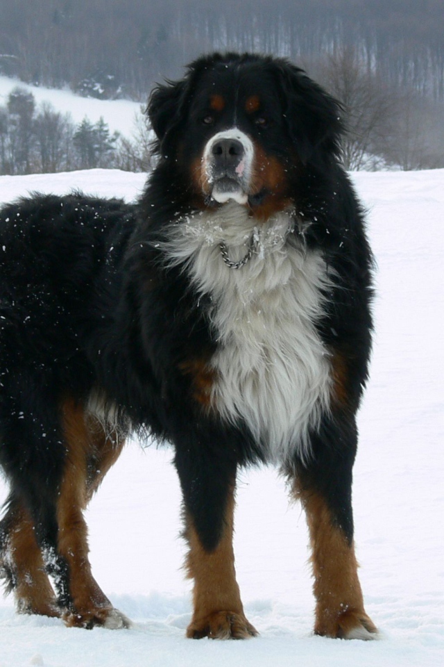Взрослая бернская пастушья собака на снегу