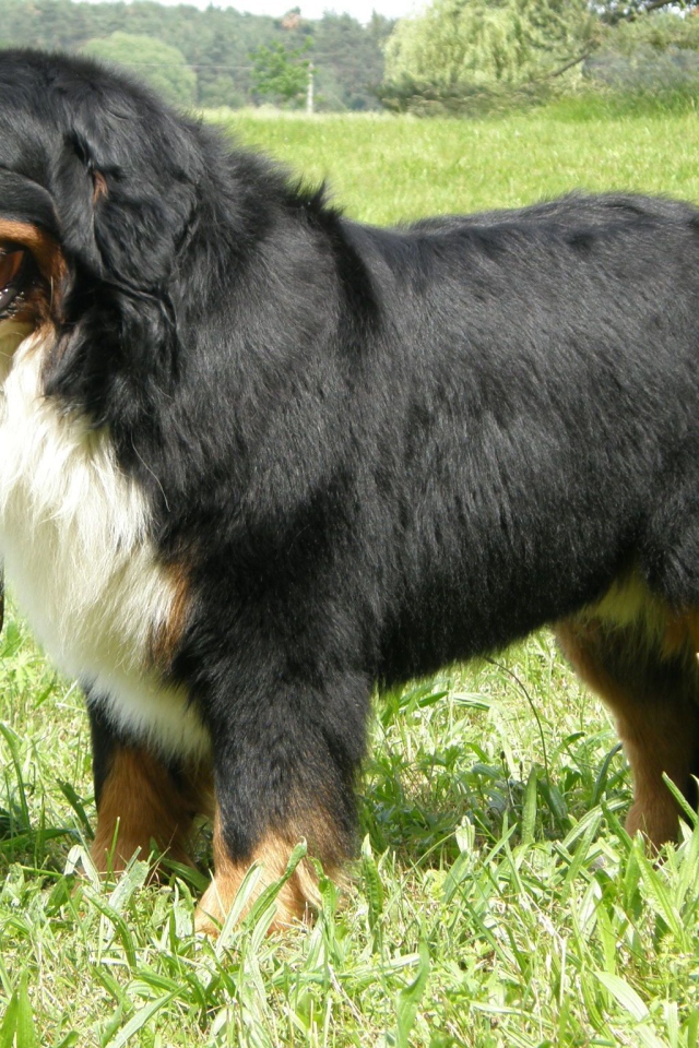 Взрослая бернская пастушья собака стоит в траве