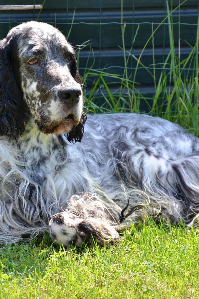 Взрослый английский сеттер