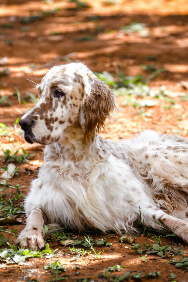 Adult English setter lying on the ground