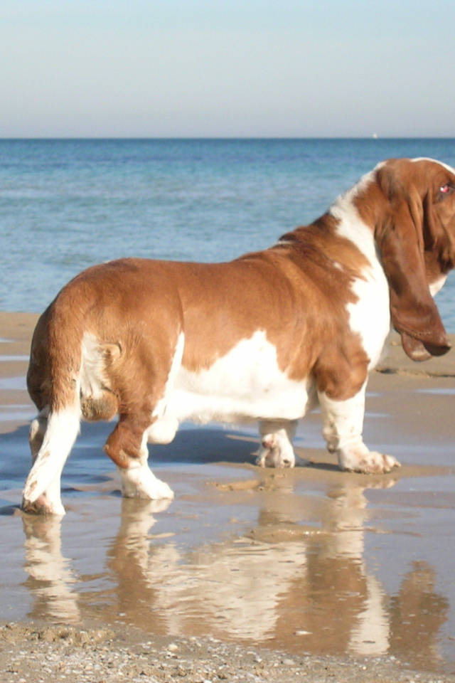 Взрослый бассет-хаунд возле моря