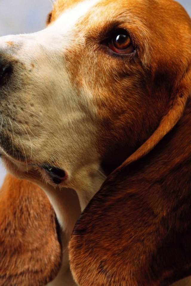 Взрослый бассет-хаунд на голубом фоне