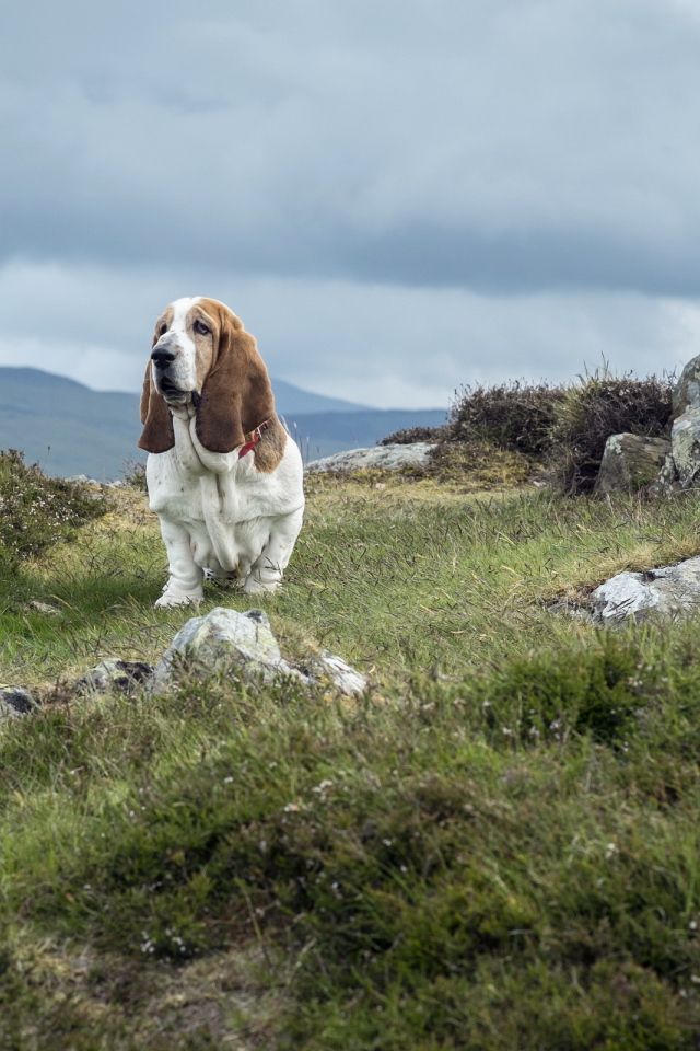 Взрослый бассет-хаунд на скалах