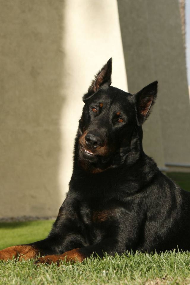 Взрослый красивый босерон лежит на газоне