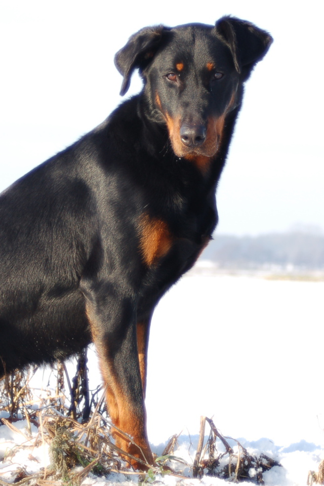 Взрослый красивый босерон сидит на снегу