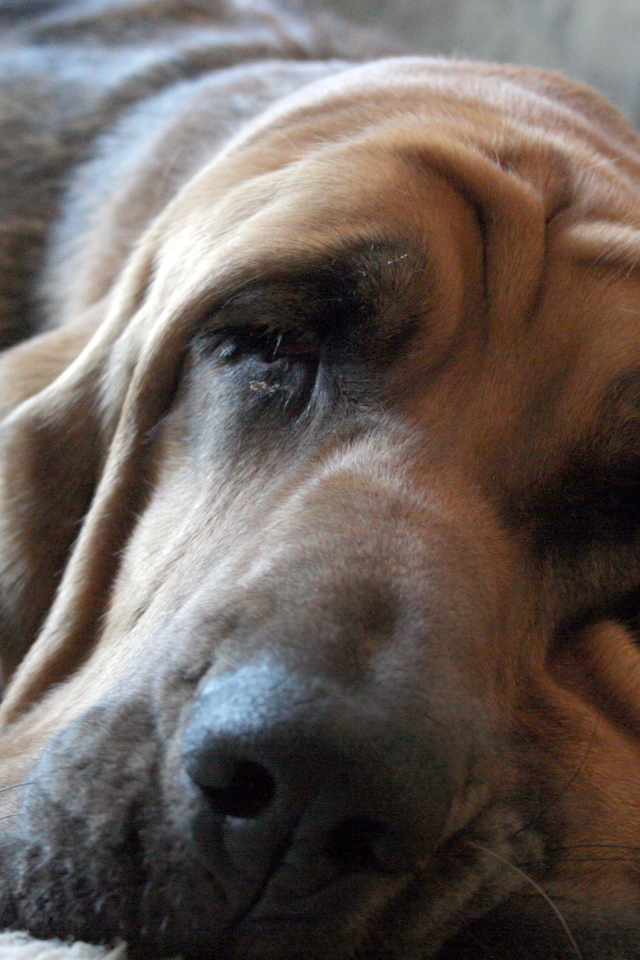 Взрослый бладхаунд заснул