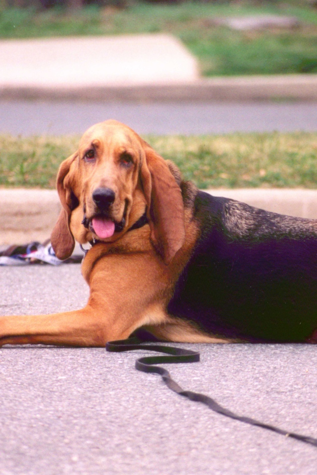 Взрослый бладхаунд лежит на дороге