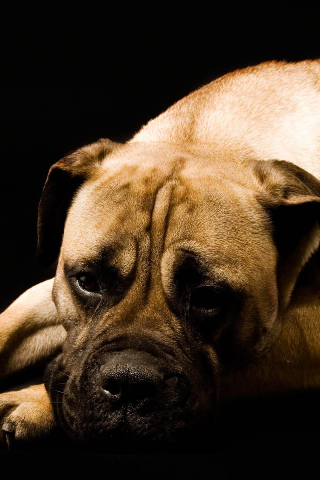 Взрослый боксёр на чёрном фоне