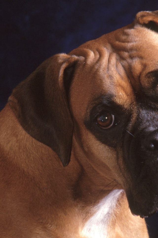 Взрослый боксёр на синем фоне