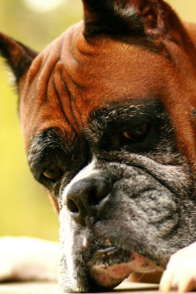 Взрослый боксёр что-то увидел