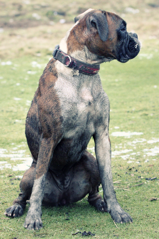 Взрослый боксёр сидит на поляне