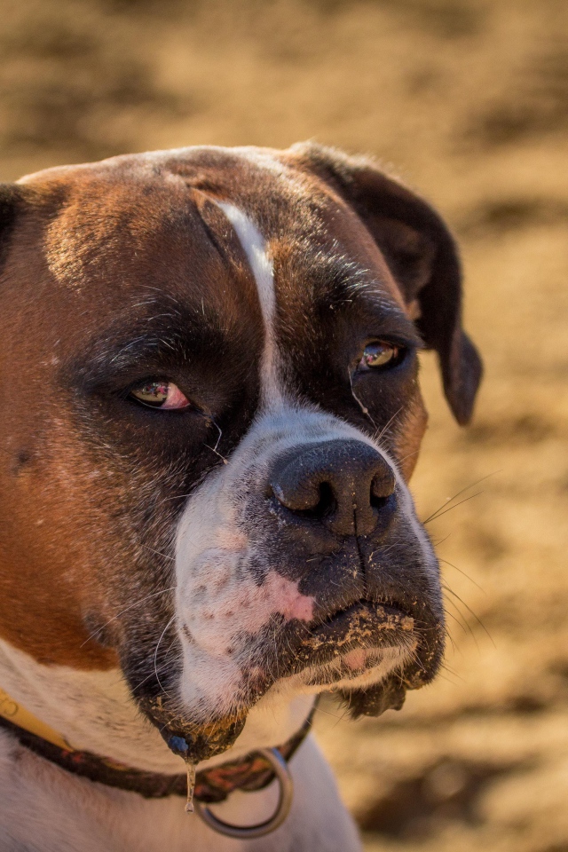 Взрослый боксёр с грустным взглядом