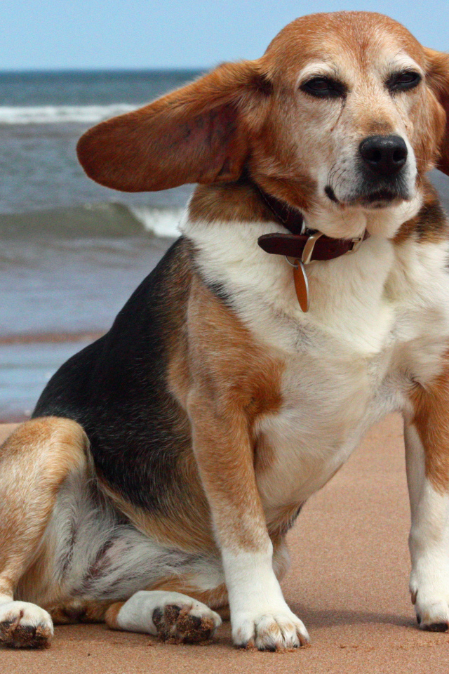 Взрослая смешная собака породы бигль возле моря