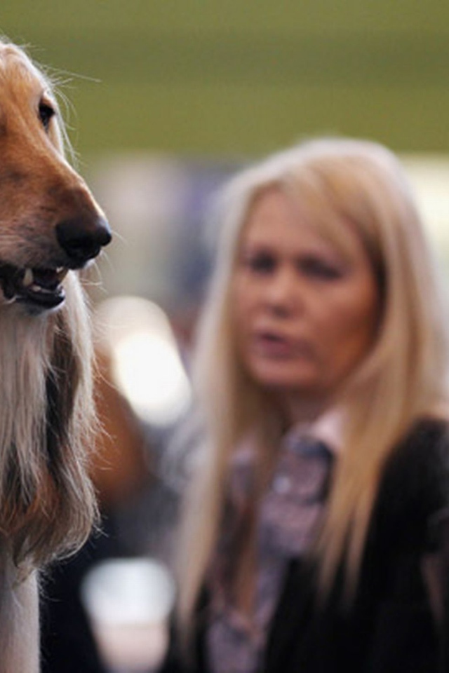 Афганская борзая на фоне девушек