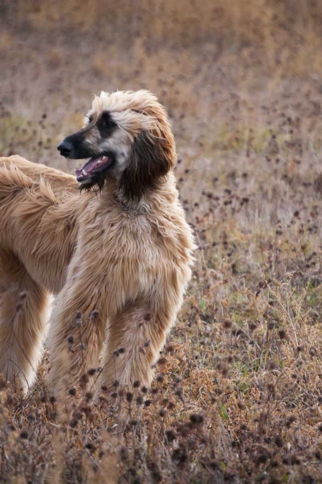 Афганская борзая в засохшей траве