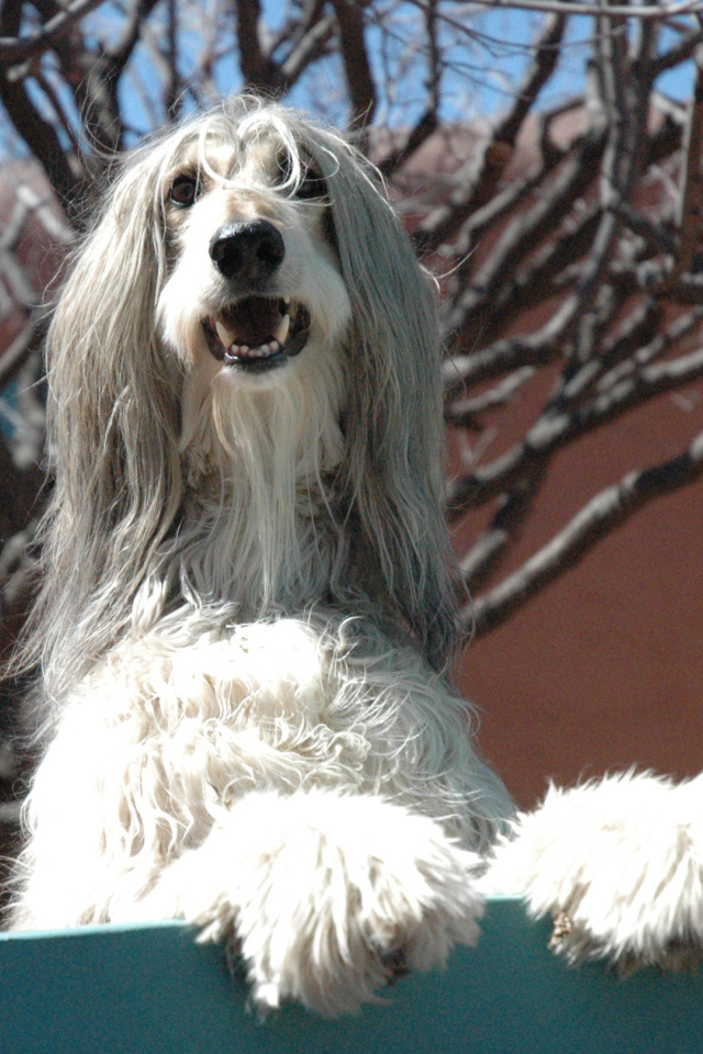 Афганская борзая охраняет территорию