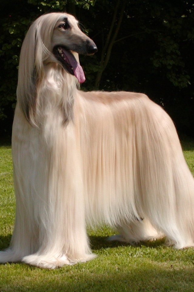 Афганская борзая с ухоженной шерстью