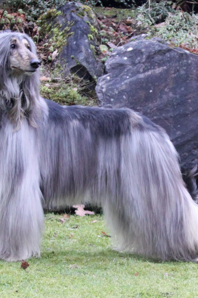 Афганская борзая с серой шерстью
