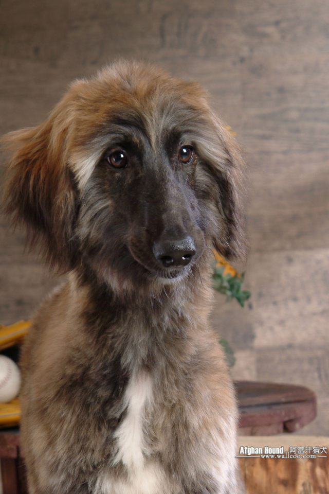 Афганская борзая с грустными глазами