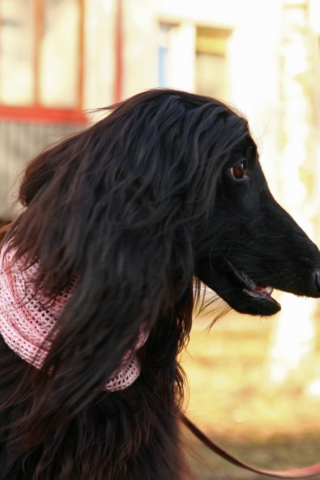 Афганская борзая на прогулке