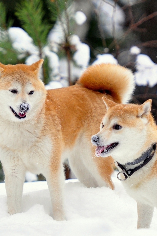 Собаки акита-ину играют в снегу