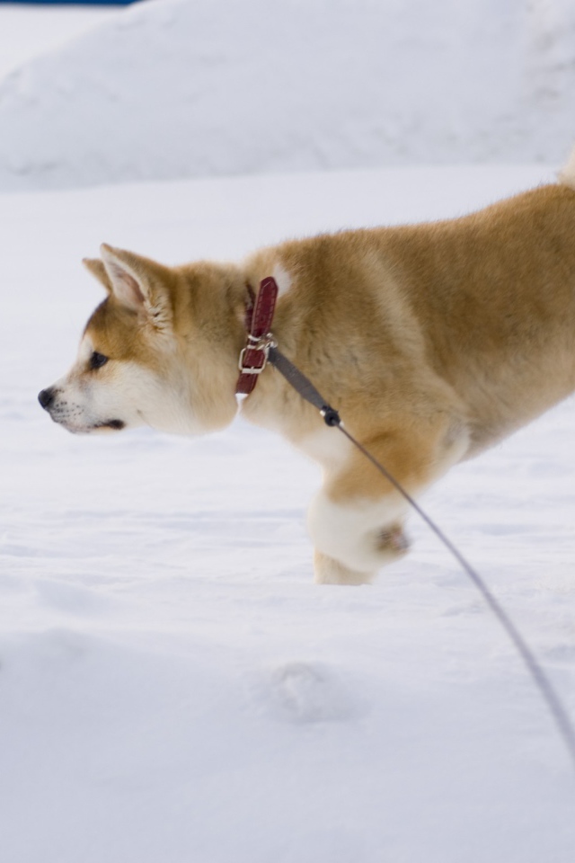 Акита-ину идёт по следу