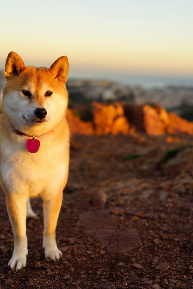 Акита-ину возле моря