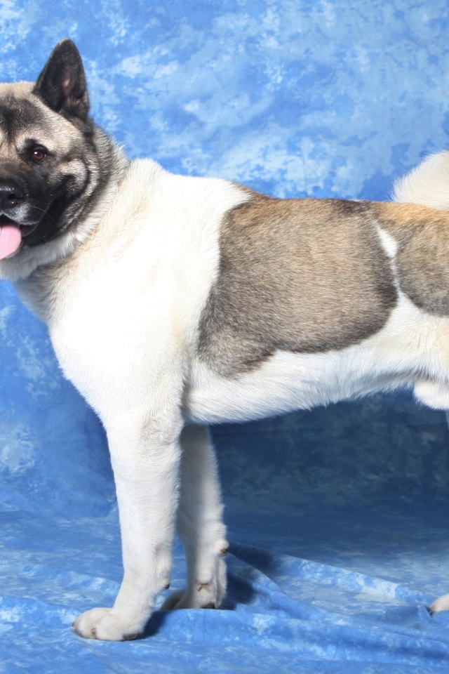 Акита-ину на голубом фоне